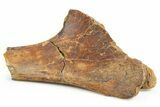 Partial Hadrosaur (Edmontosaurus) Ischium Bone - North Dakota #253686-1